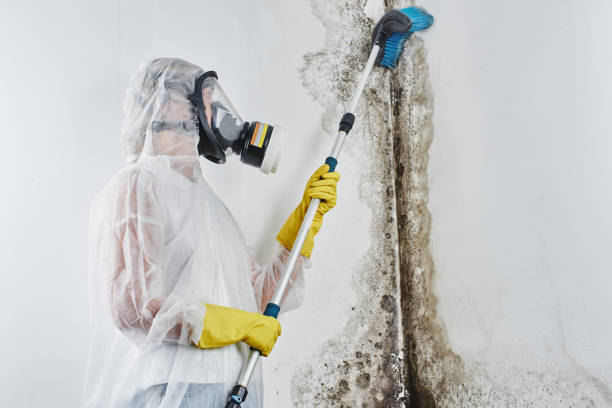 Best Mold Damage Repair  in Mills, WY