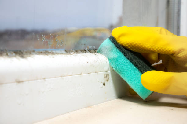 Best Mold Removal Process  in Mills, WY