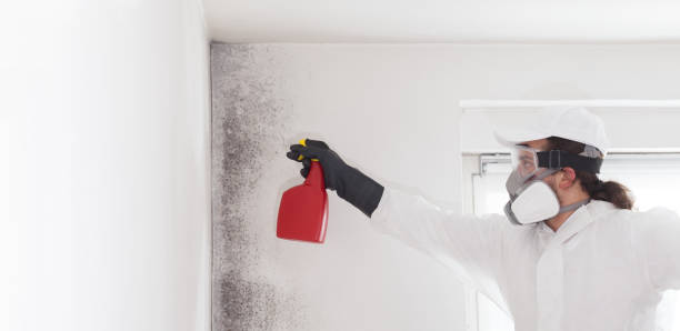 Best Attic Mold Removal  in Mills, WY