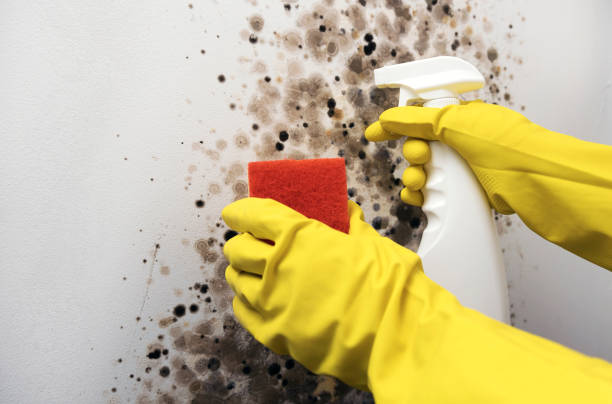Best Same-Day Mold Removal  in Mills, WY