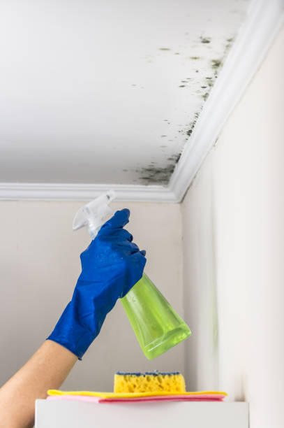 Best Toxic Mold Removal  in Mills, WY