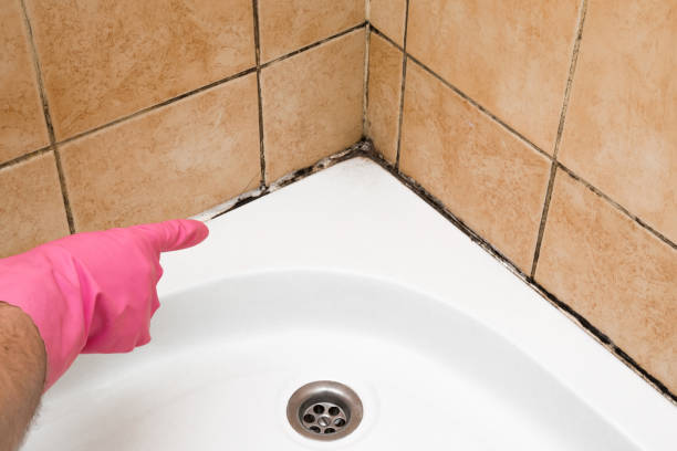 Best Attic Mold Removal  in Mills, WY