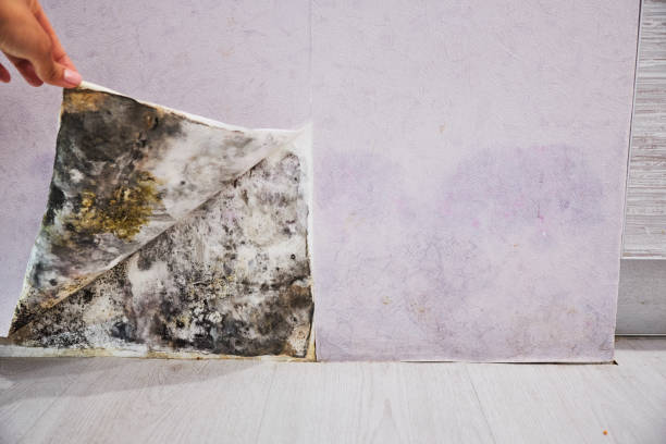 Best Mold Remediation  in Mills, WY